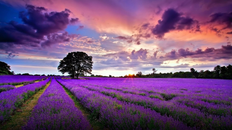 nature, lavender, sunrise, sky, trees, clouds, field