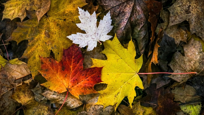 leaves, autumn, colorful, nature