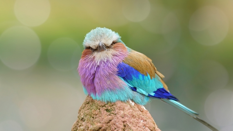 colorful, cute, bokeh, bird, pasari, pink, blue