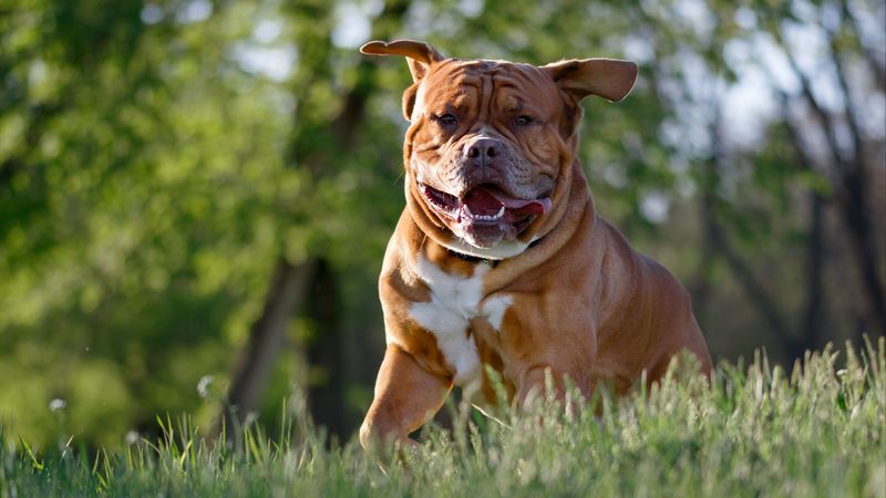 bulldog, dog, protruding tongue, 4k