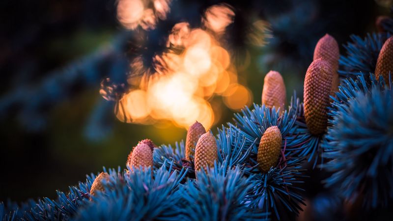 cones, spruce, glare, bokeh, 4k