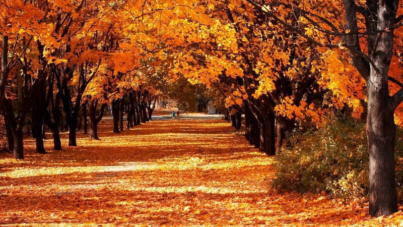 forest, autumn, cool, trail, nature, fun, trees