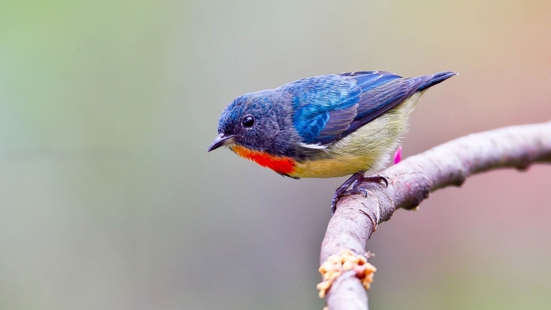 bird, branch, western, bluebird