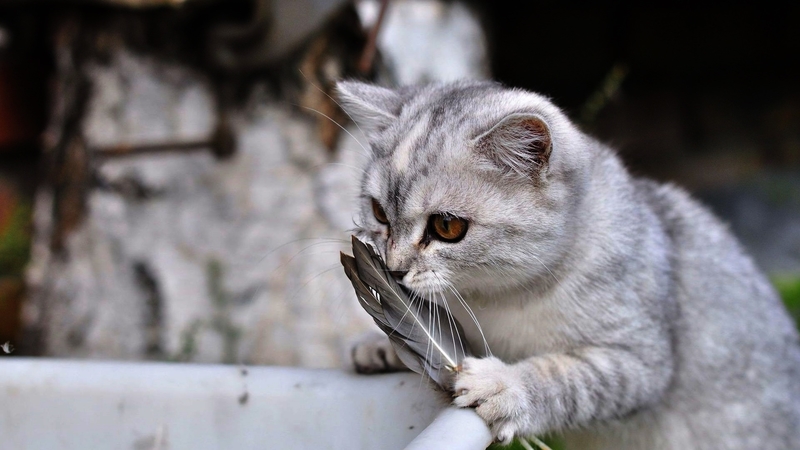 eyes, cat, kitten, feathers, animal