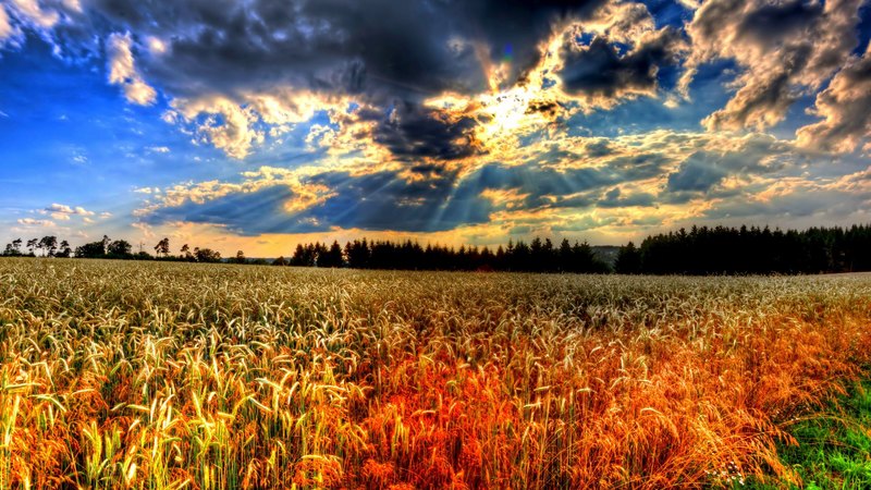 hdr, wheat, clouds, sky, field, nature, landscape