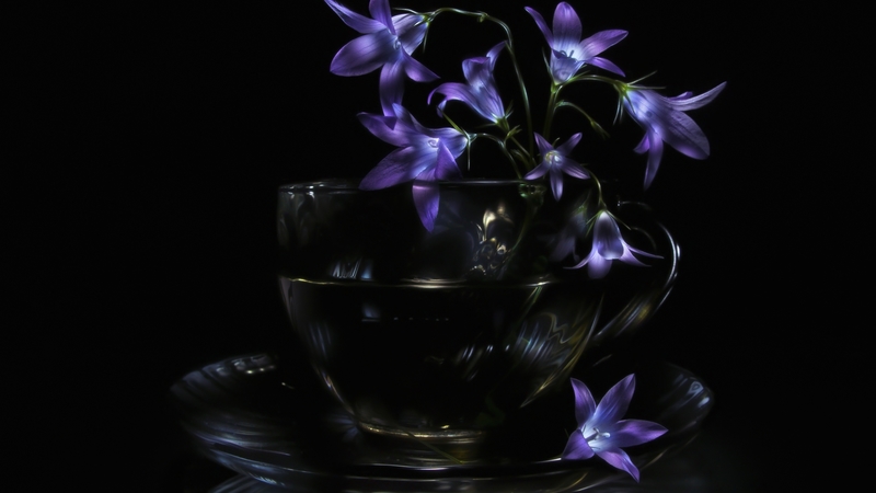 back, cup, flowers, blue, background