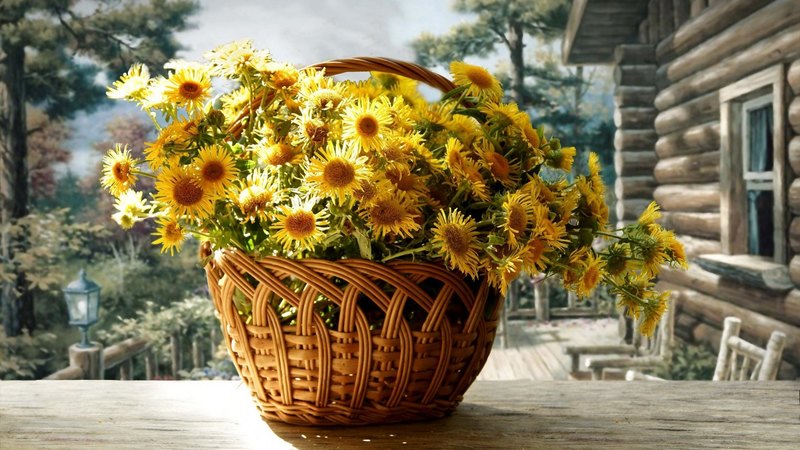 life, still, flower, flowers, nature