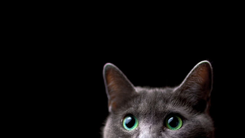 green, black, cat, eyes, animal, pisica
