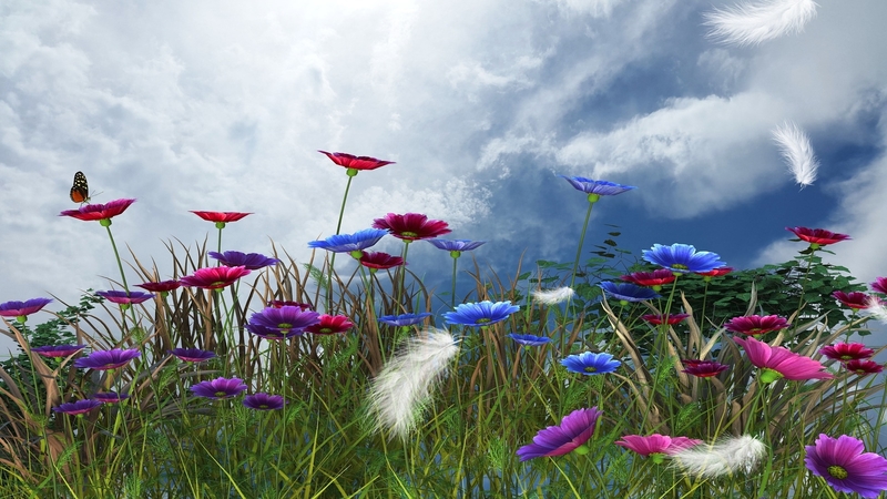 flowers, spring, grass, nature, flora