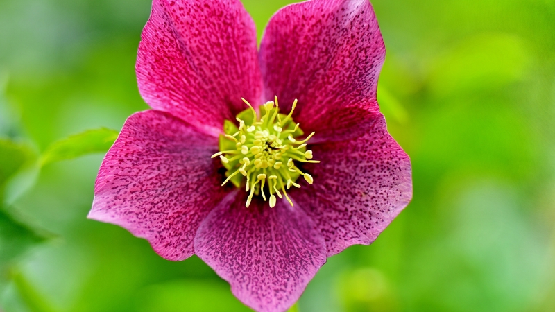 petals, nature, green, leaves, flower, beautiful