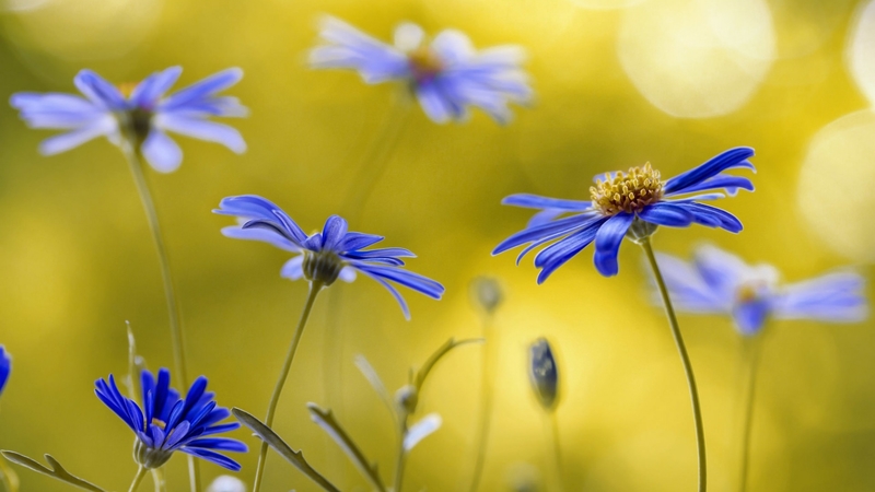 flower, nature, wild, blue