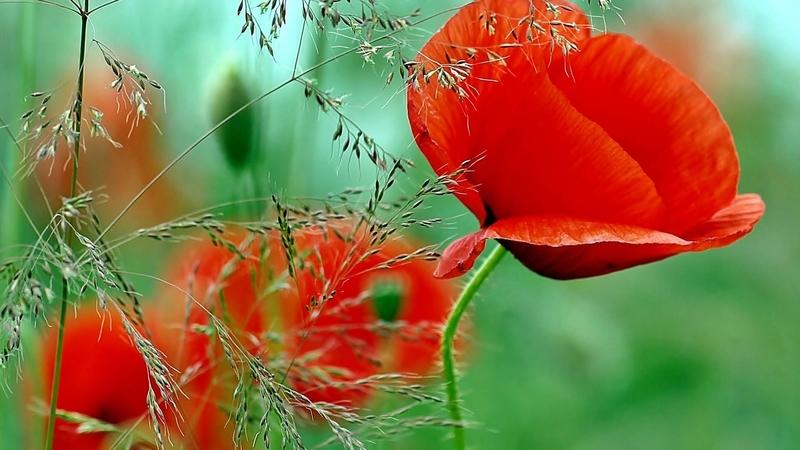 bright, flowers, spring bloom flowers, meadow flowers plus, summer bloom flowers, wild red poppy in rain, colorful, red, vivid, kieker, bold, vibrant