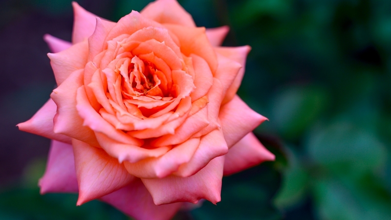 green, rose, orange, flower, summer, nature, petals, pink