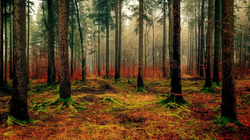 forest, autumn, fog, foliage, fallen, 4k