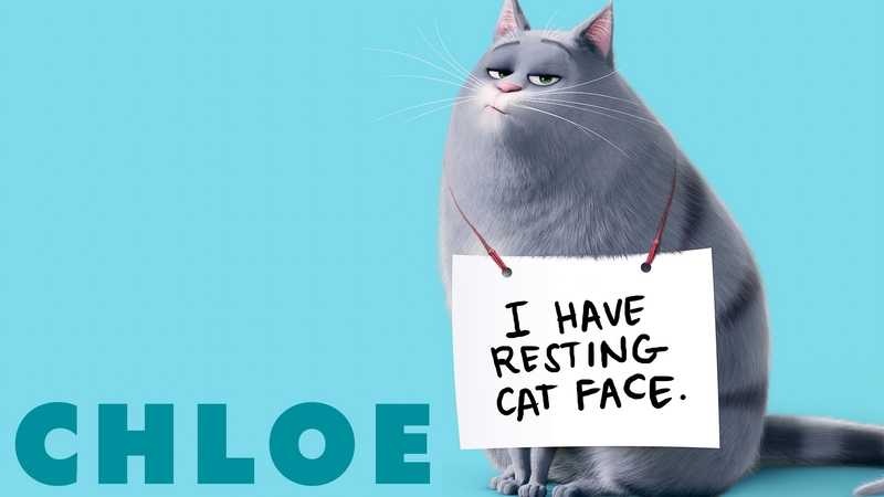 movie, animation, the secret life of pets, funny, cat, blue, pisica