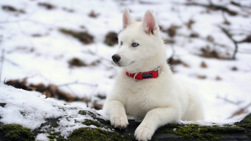 snow, puppy, husky, dog