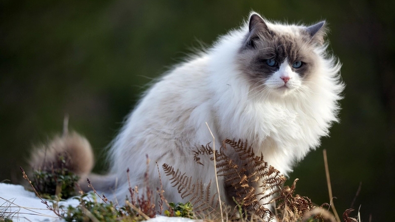 cat, kitten, fluffy, animal