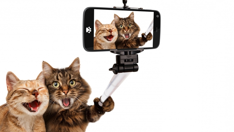 phone, selfie, funny, cat, couple, animal, pisica