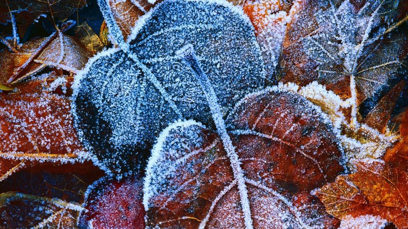ice, leaves, frozen, frost