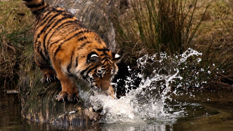 cub, water, tiger, fishing