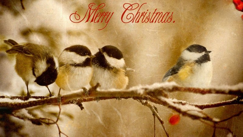 christmas, birds, sparrow, snow