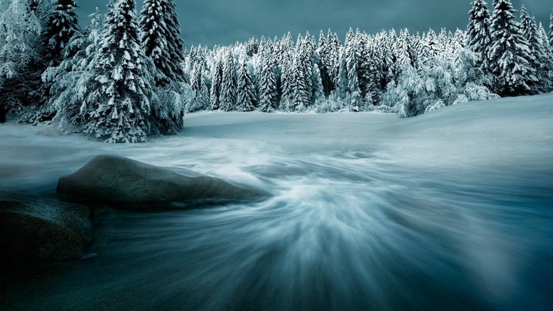 nature, trees, snow, winter