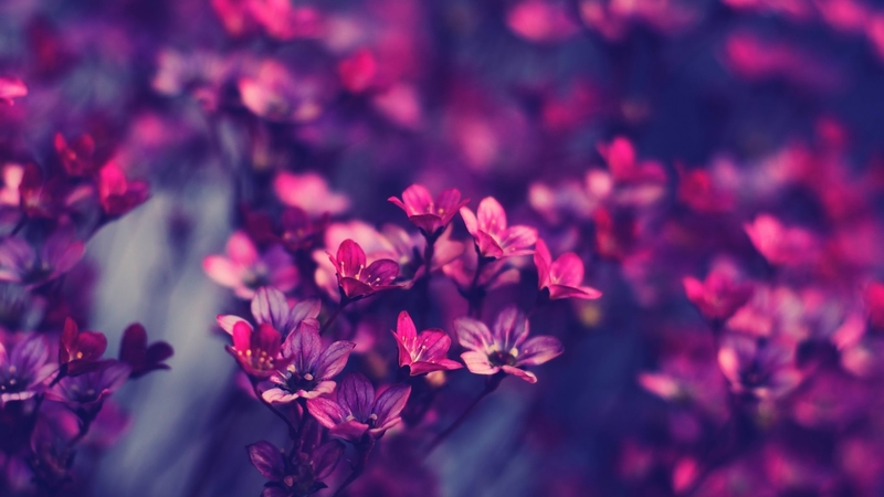 purple, closeup, flowers, nature, lavender