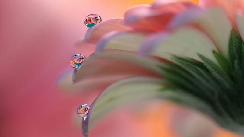 macro, drops, gerbera, petals
