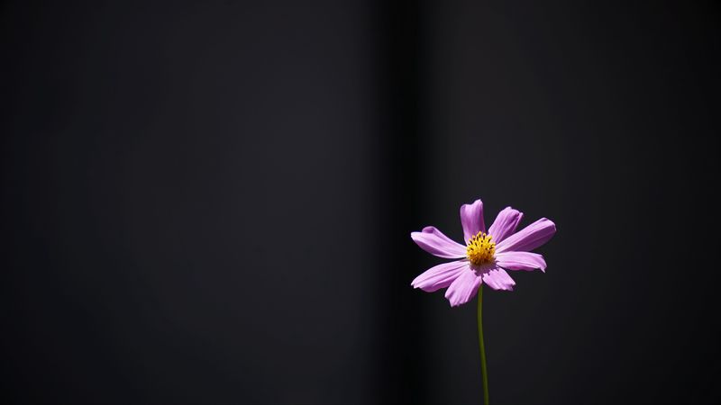 cosmos, flower, minimalism, 4k