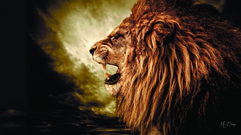 big cat, wild, lion, king of the jungle, firefox persona theme