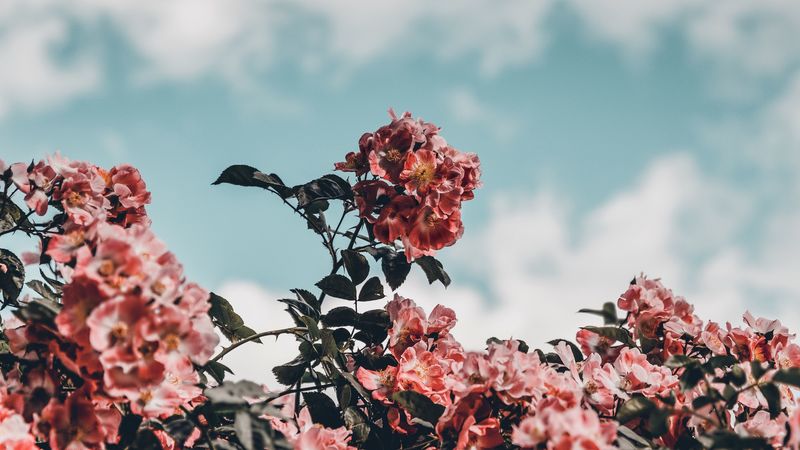 flowers, bloom, bush, sky, 4k