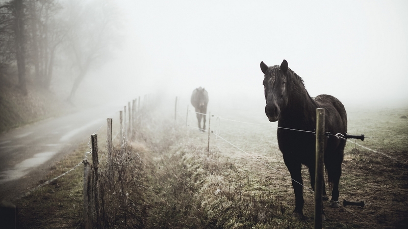 stallion, horse, wild, animal