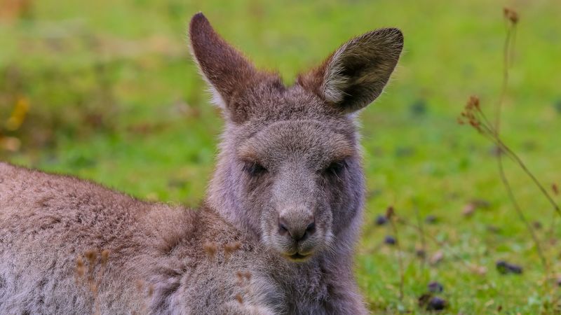 kangaroo, lies, fur, cute, 4k