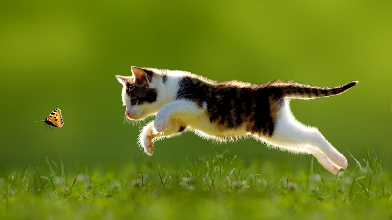 animals, cat, butterfly, catching, fantasy