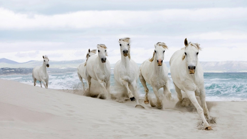 beach, sand, nature, white, horses