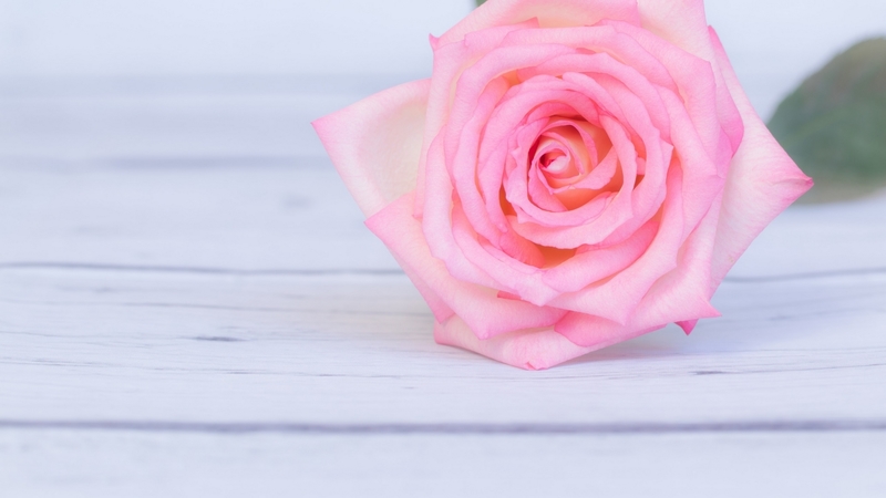 rose, pink, card, wood