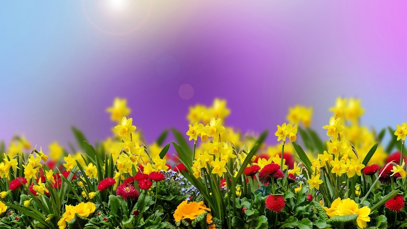 flowers, easter, spring, daffodils
