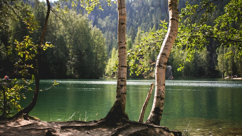 birches, nature, trees, lake