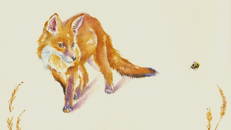 art, orange, animal, draw, bee, vulpe, fox, painting, insect, pictura, watercolor