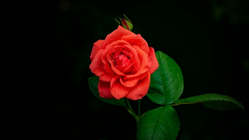 rose, nature, flower, bud