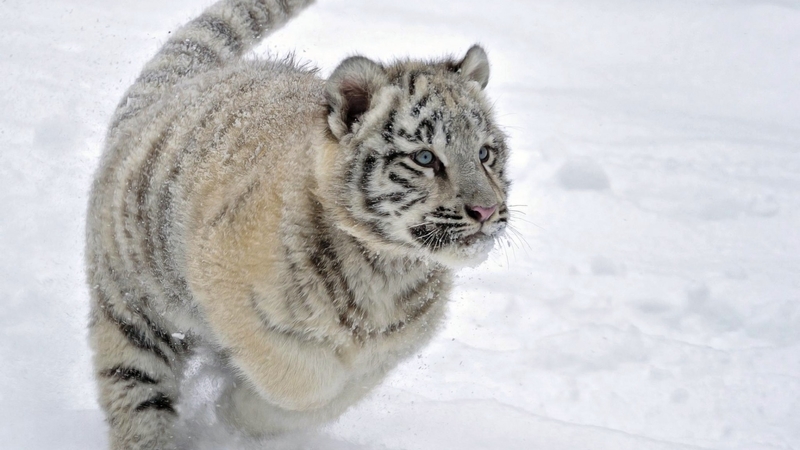 paws, tiger, cat, white, beautiful, snow, albino