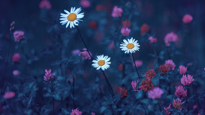 nature, plants, flower, leaf