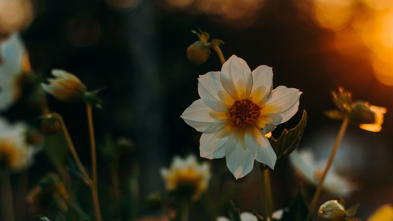 flowers, flowerbed, sunset, blur, 4k