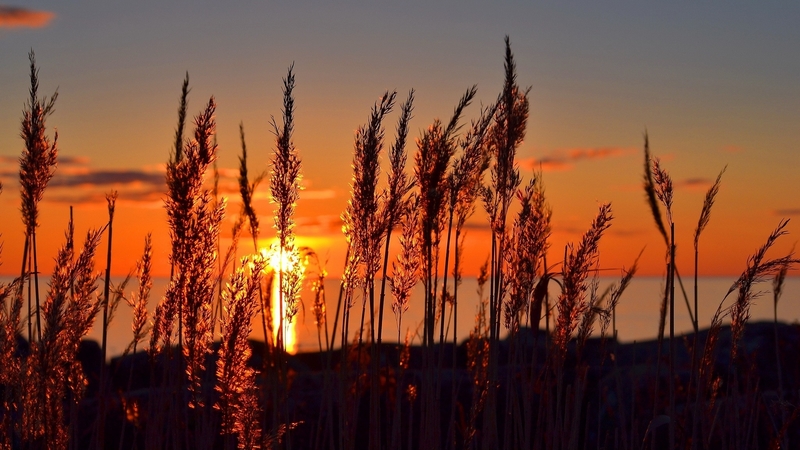 sunset, field, red sun, ears of corn