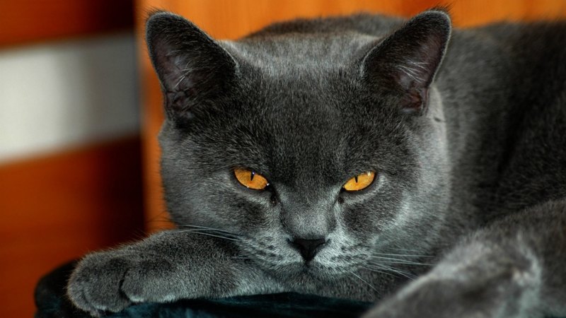 pretty, beautiful, sweet, beauty, face, sleepy, animals, lovely, kitty, cat, sleeping, cat face, hat, cute, paws, cats, kitten