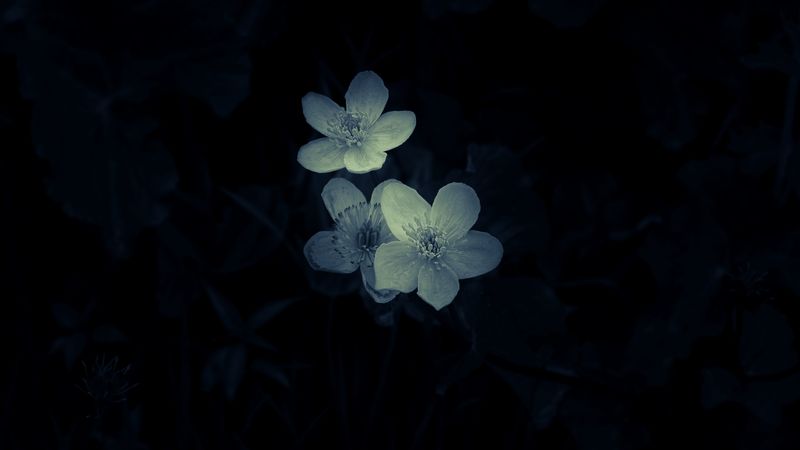 flowers, white, macro, dark, 4k