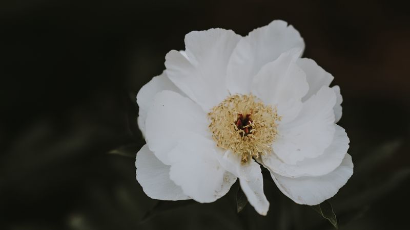 peony, flower, white, blur, 4k