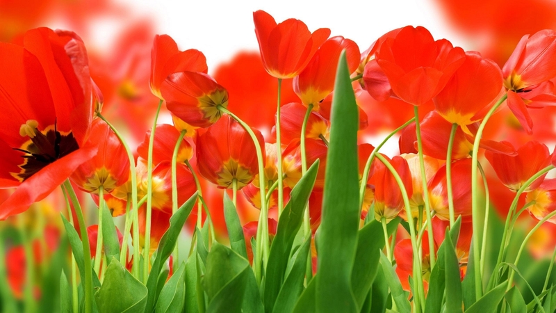 cool, flowers, nature, fun, tulips