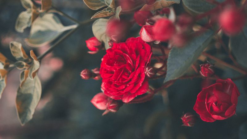 rose, bush, bloom, garden, red, blur, 4k