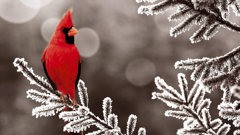 red, bird, passerine bird, cardinal